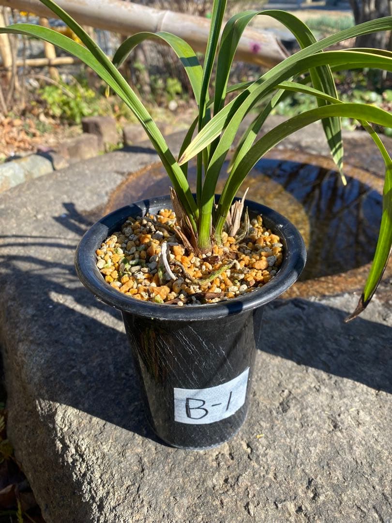 キンリョウヘン花芽付き2鉢 日本蜜蜂の蜜蝋(60〜80g)サービス付き