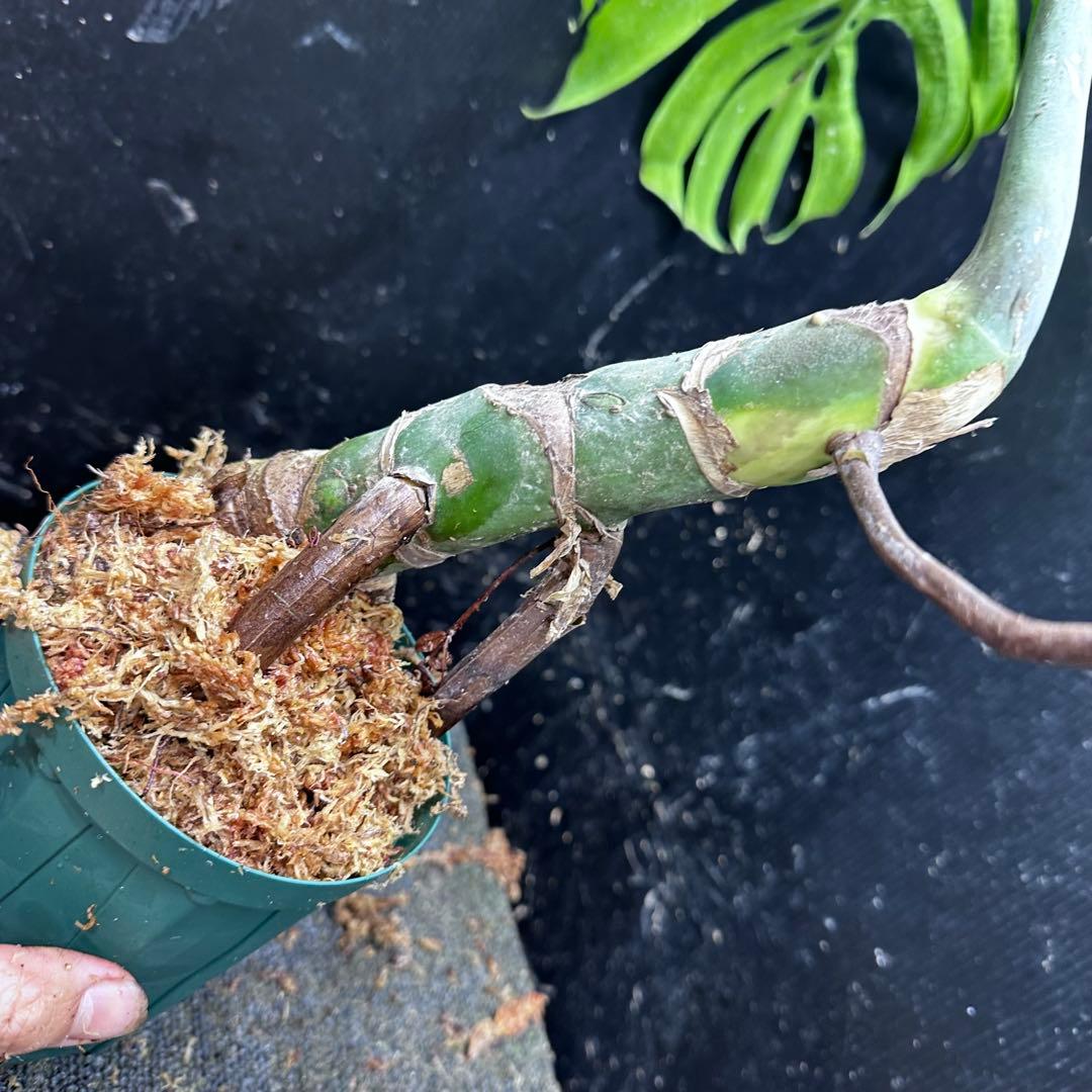 ナ*オ様 モンステラデリシオーサマクロコズム大型葉希少系統鉢植え