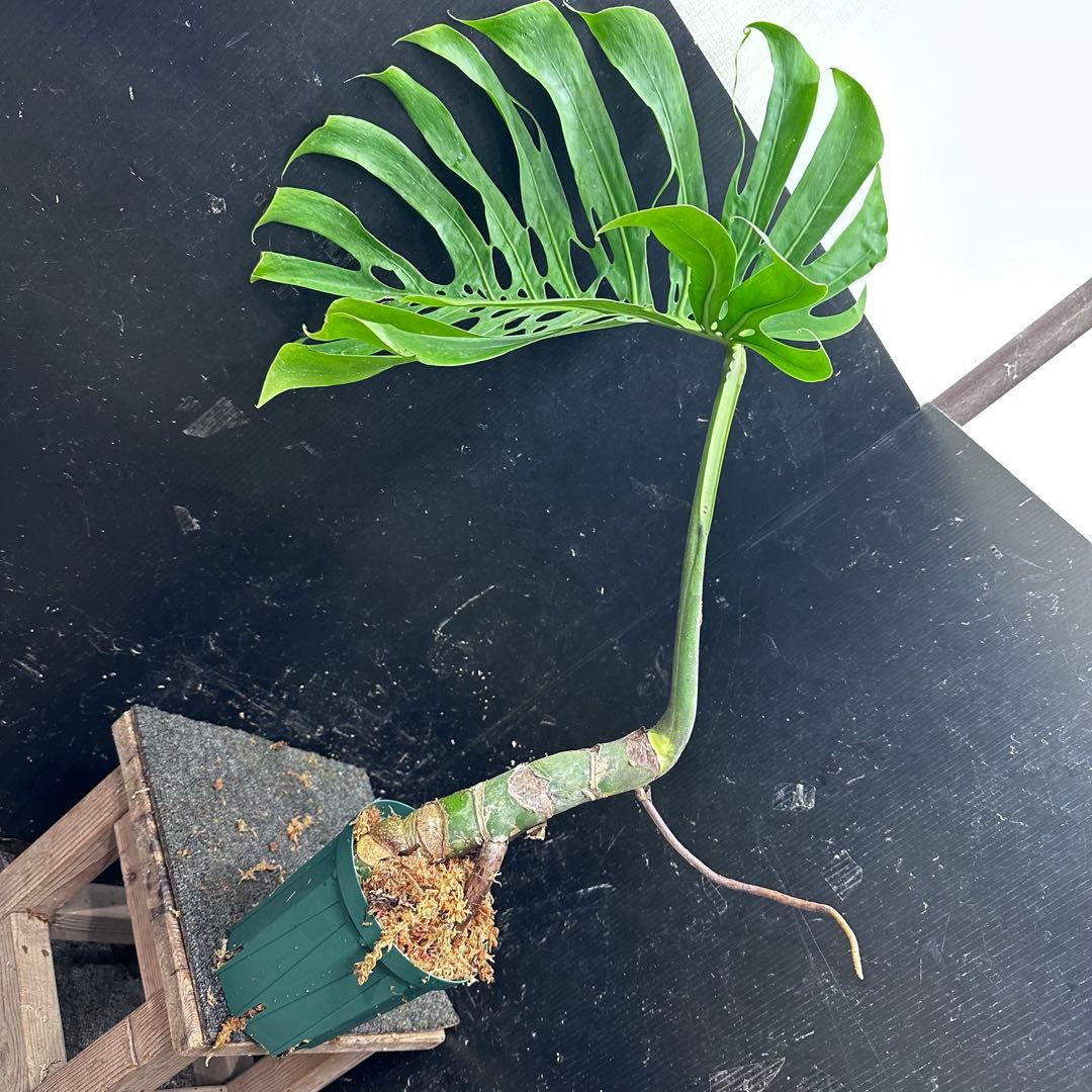 ナ*オ様 モンステラデリシオーサマクロコズム大型葉希少系統鉢植え