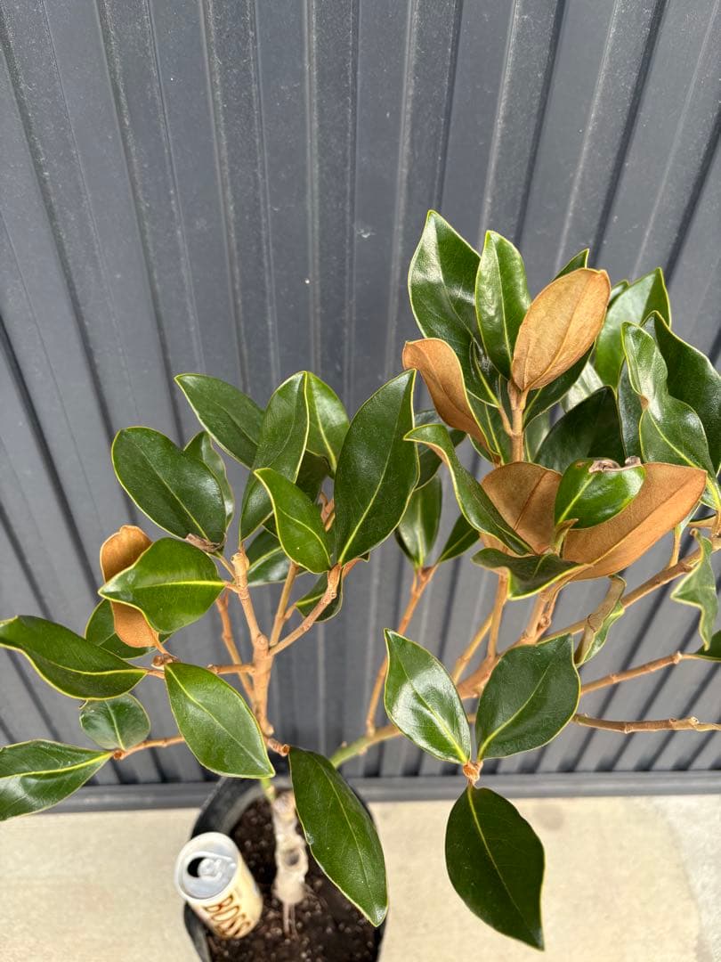 ◆タイサンボク　リトルジェム◆接木◆シンボルツリー◆