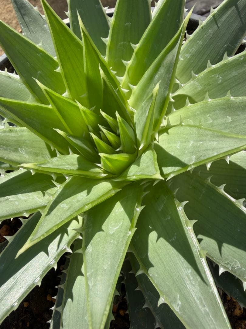 耐寒性強！アロエ◇ポリフィラ実生ドライガーデン南国リゾート　ダシリリオン