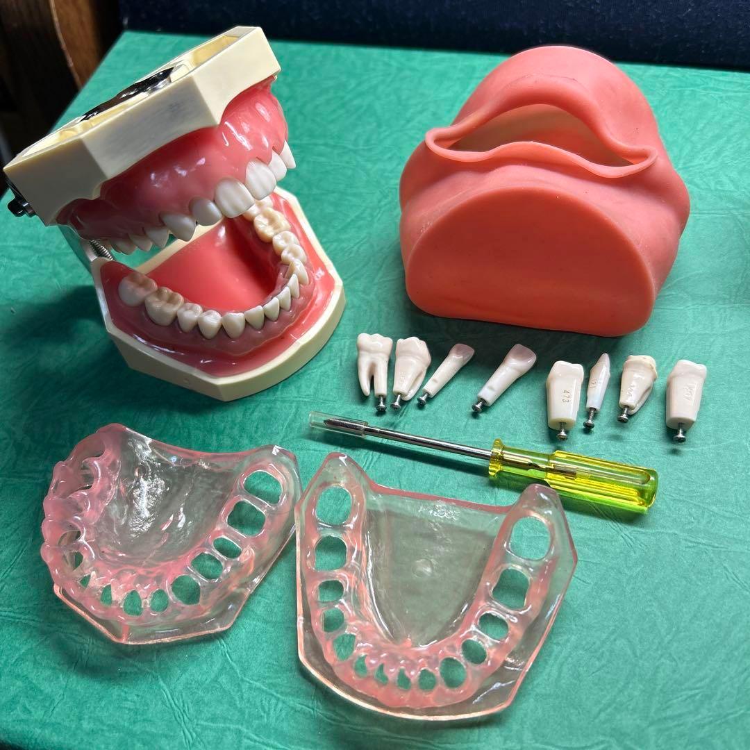 顎模型 歯科衛生士 実習 ニッシンデンタル 歯肉SRP実習用顎模型 [P15FE