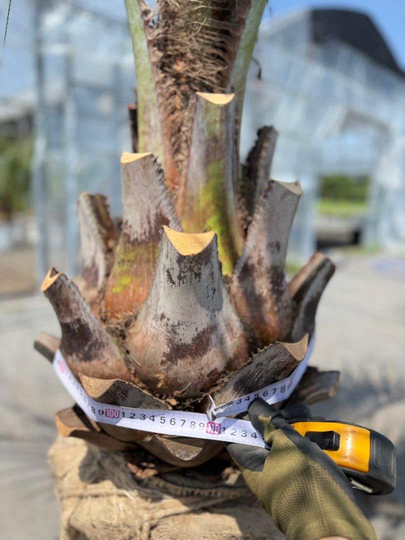 ココスヤシシルバーリーフ 【極太】葉先210cm 幹回り110cm 幹高50cm