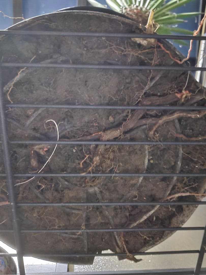 専用出品 セットリピ割 ユッカ フィリフェラ (あ) 曲がり株