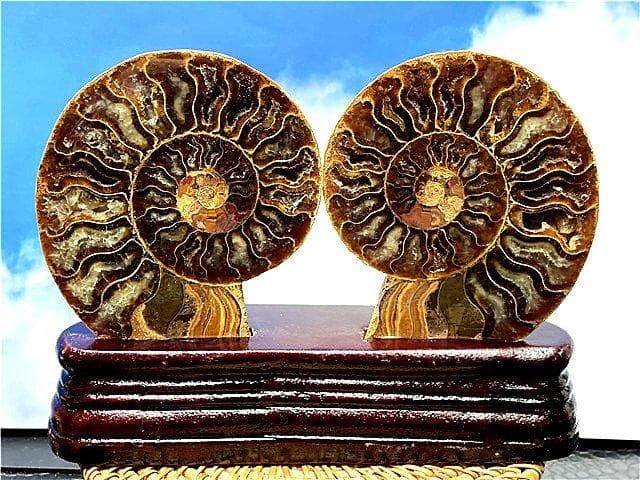 ☆貴重－アンモナイト縫合線オパール化石標本B89U3/122U62D - メルカリ