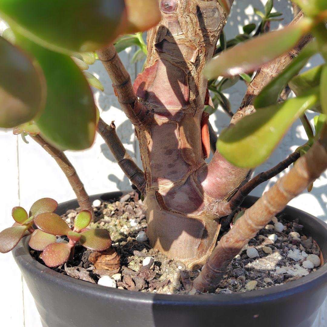 2*o様 大きい❗️ 金のなる木 多肉植物 縁起物 ８号 花月 陶器鉢 観葉植物