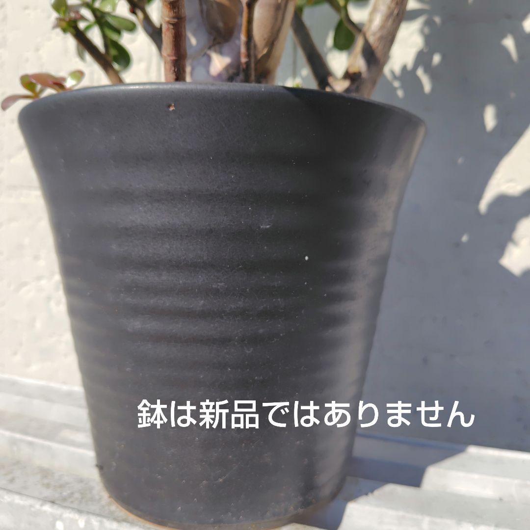 2*o様 大きい❗️ 金のなる木 多肉植物 縁起物 ８号 花月 陶器鉢 観葉植物