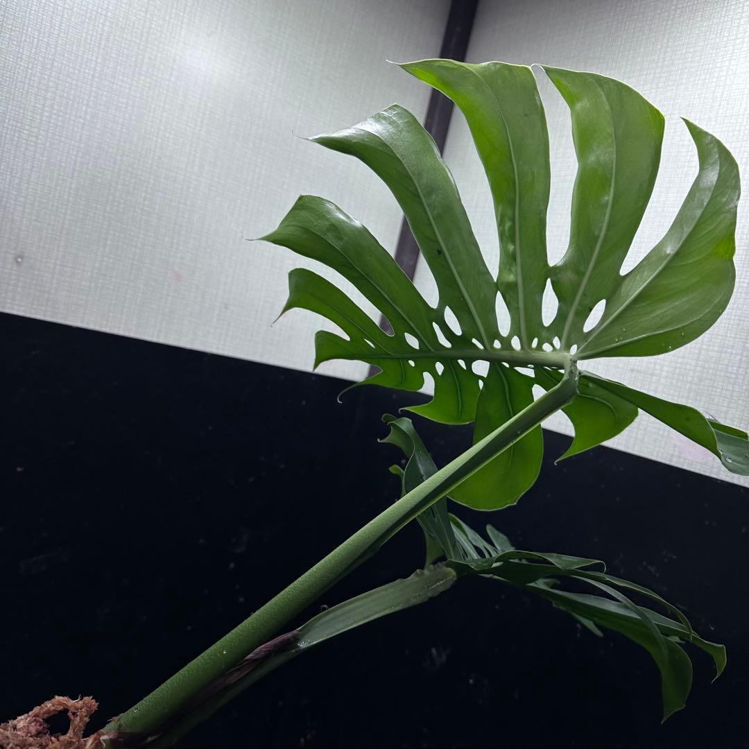 あ*ん様 モンステラデリシオーサマクロコズム超希少系統鉢植え66㎝
