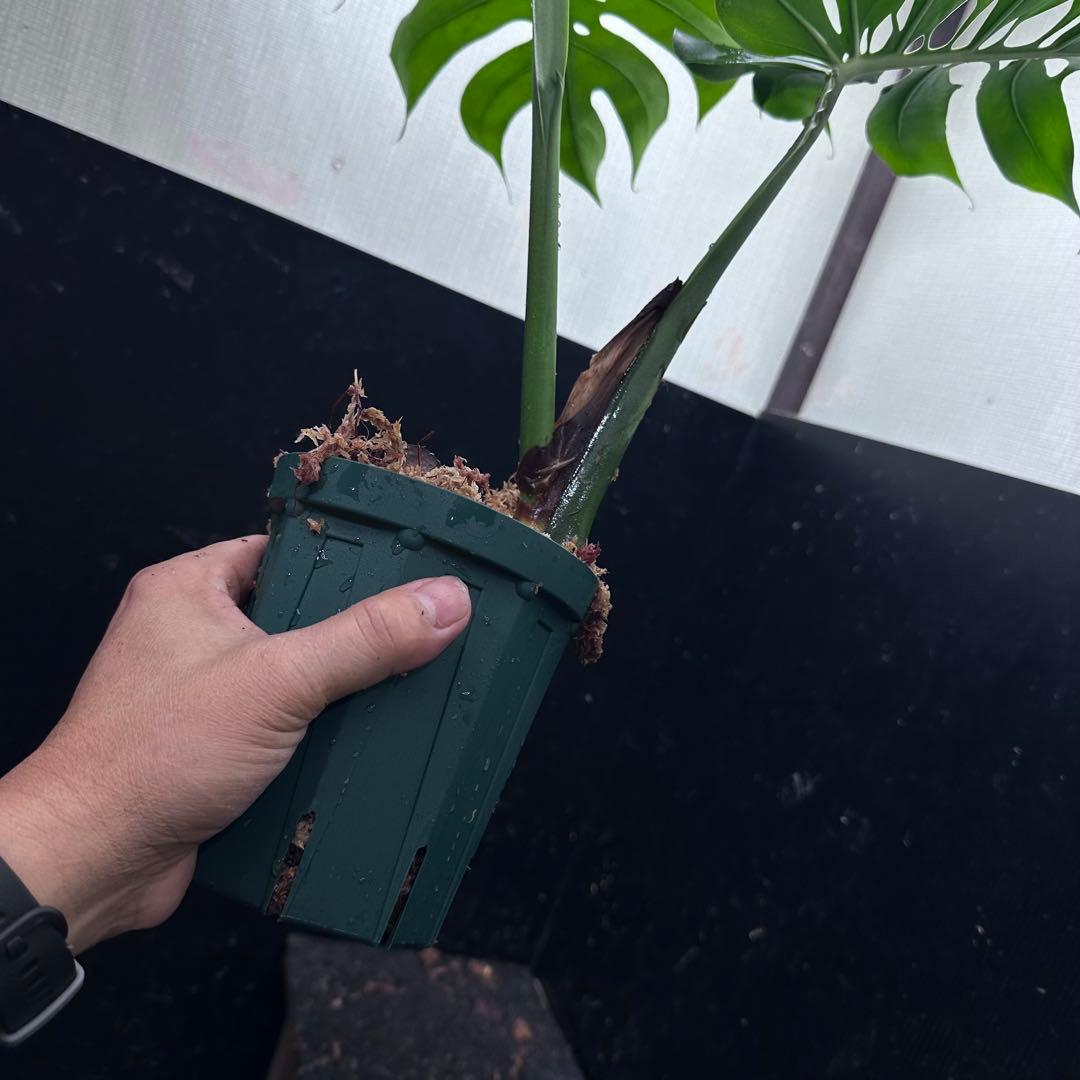 あ*ん様 モンステラデリシオーサマクロコズム超希少系統鉢植え66㎝