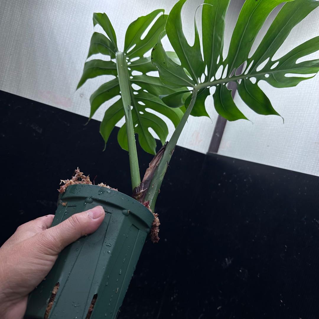 あ*ん様 モンステラデリシオーサマクロコズム超希少系統鉢植え66㎝