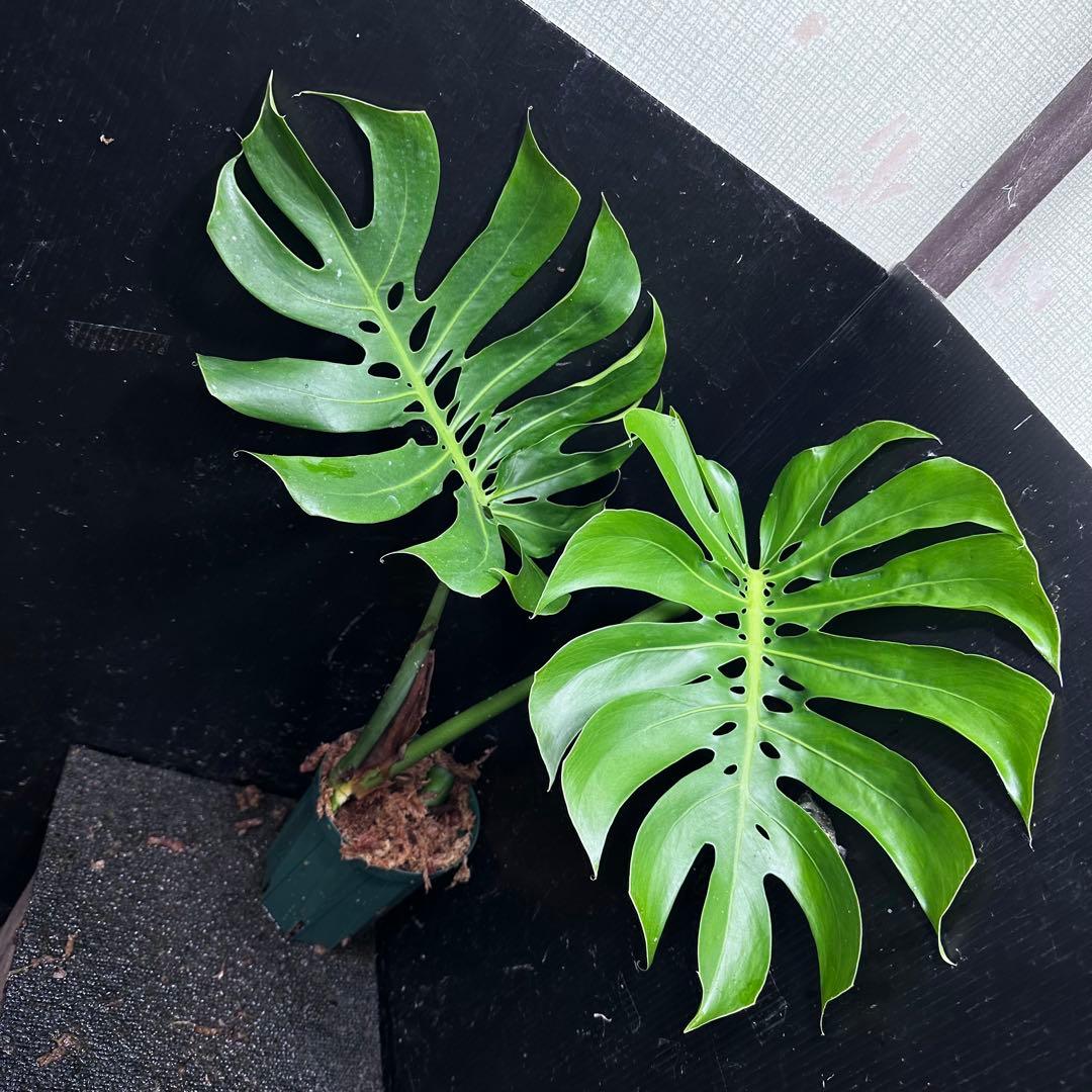あ*ん様 モンステラデリシオーサマクロコズム超希少系統鉢植え66㎝