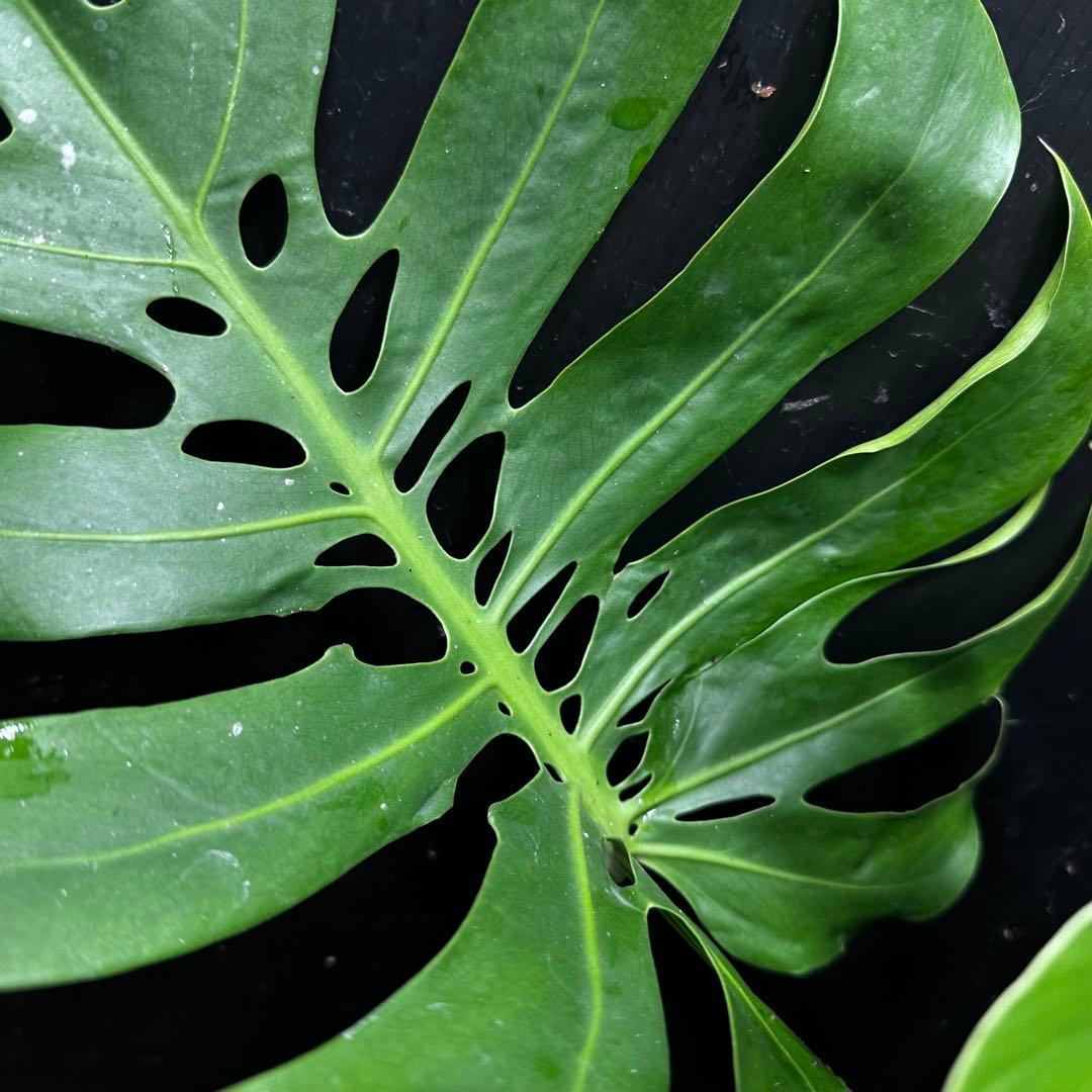 あ*ん様 モンステラデリシオーサマクロコズム超希少系統鉢植え66㎝