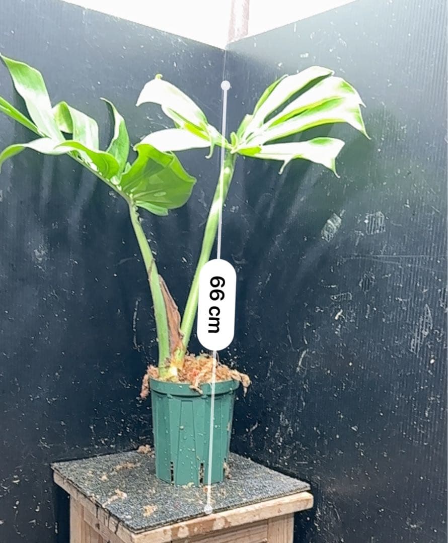 あ*ん様 モンステラデリシオーサマクロコズム超希少系統鉢植え66㎝