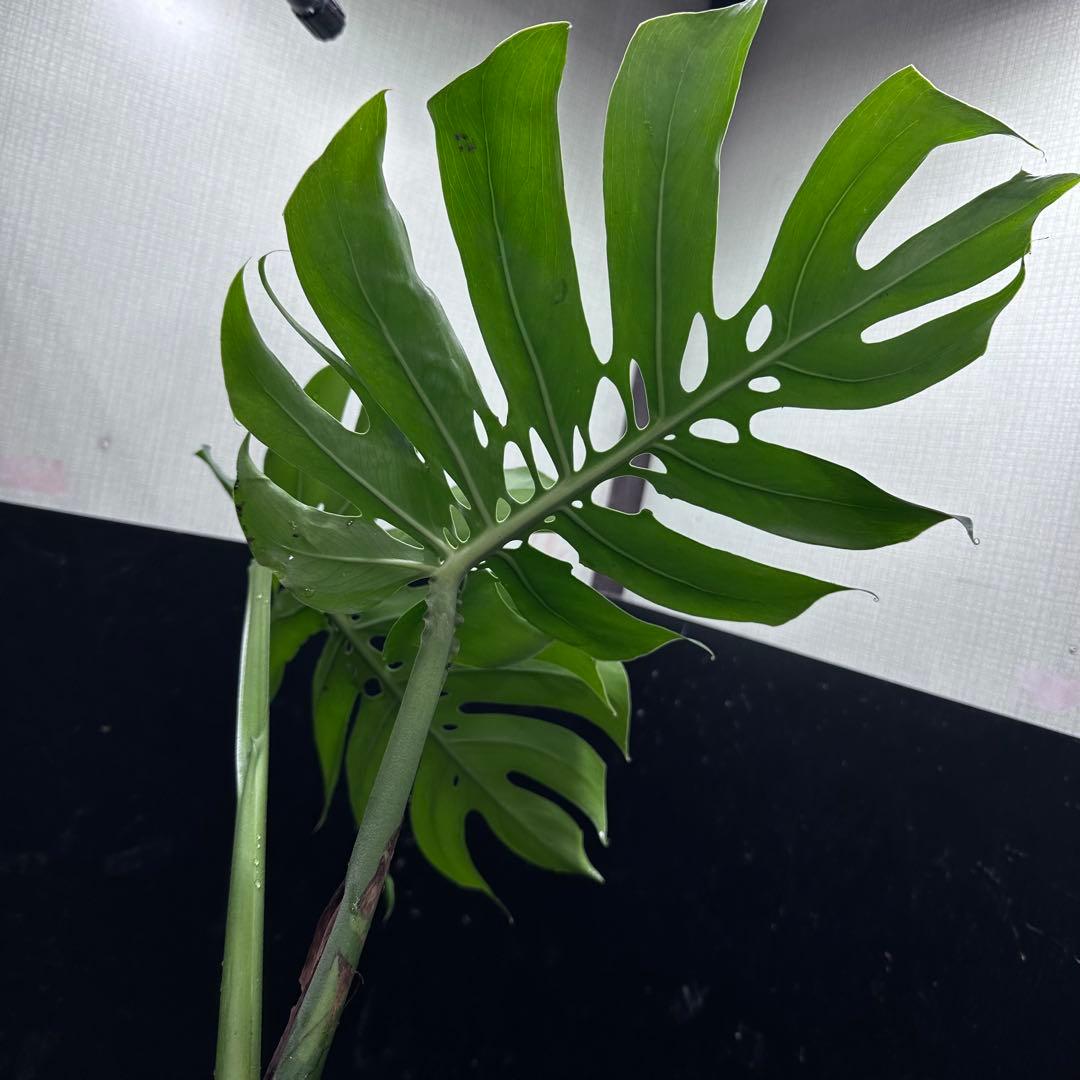 あ*ん様 モンステラデリシオーサマクロコズム超希少系統鉢植え66㎝