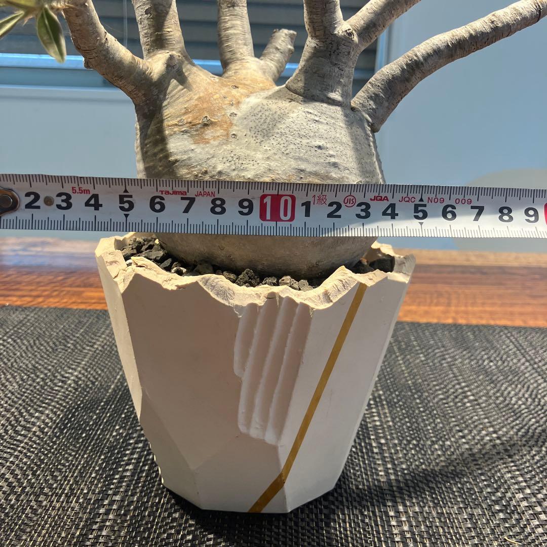 パキポディウム グラキリス（現地球）　鉢付き