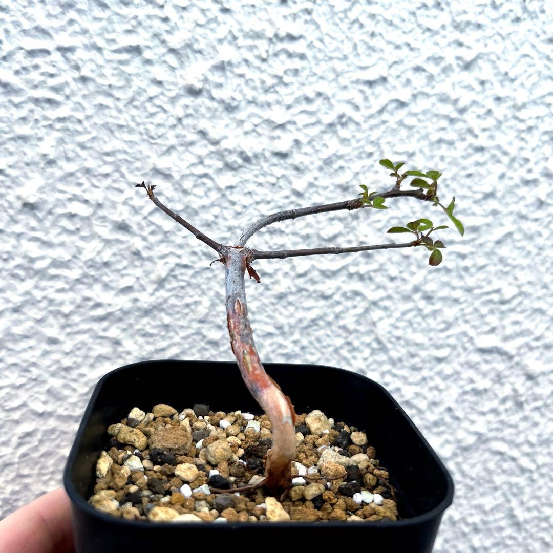 コミフォラ・モンストローサ 実生 - メルカリ