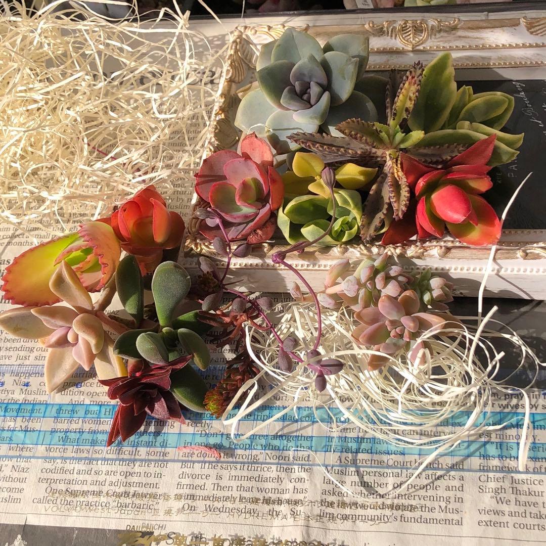 専用‼︎多肉植物^o^  大きめスヨンカット苗セット