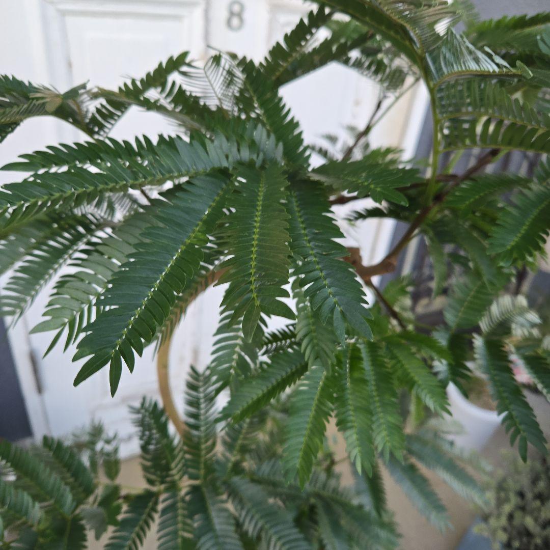 ③　エバーフレッシュ　曲がり仕立て　８号　特大苗木最高等級極上品‼️