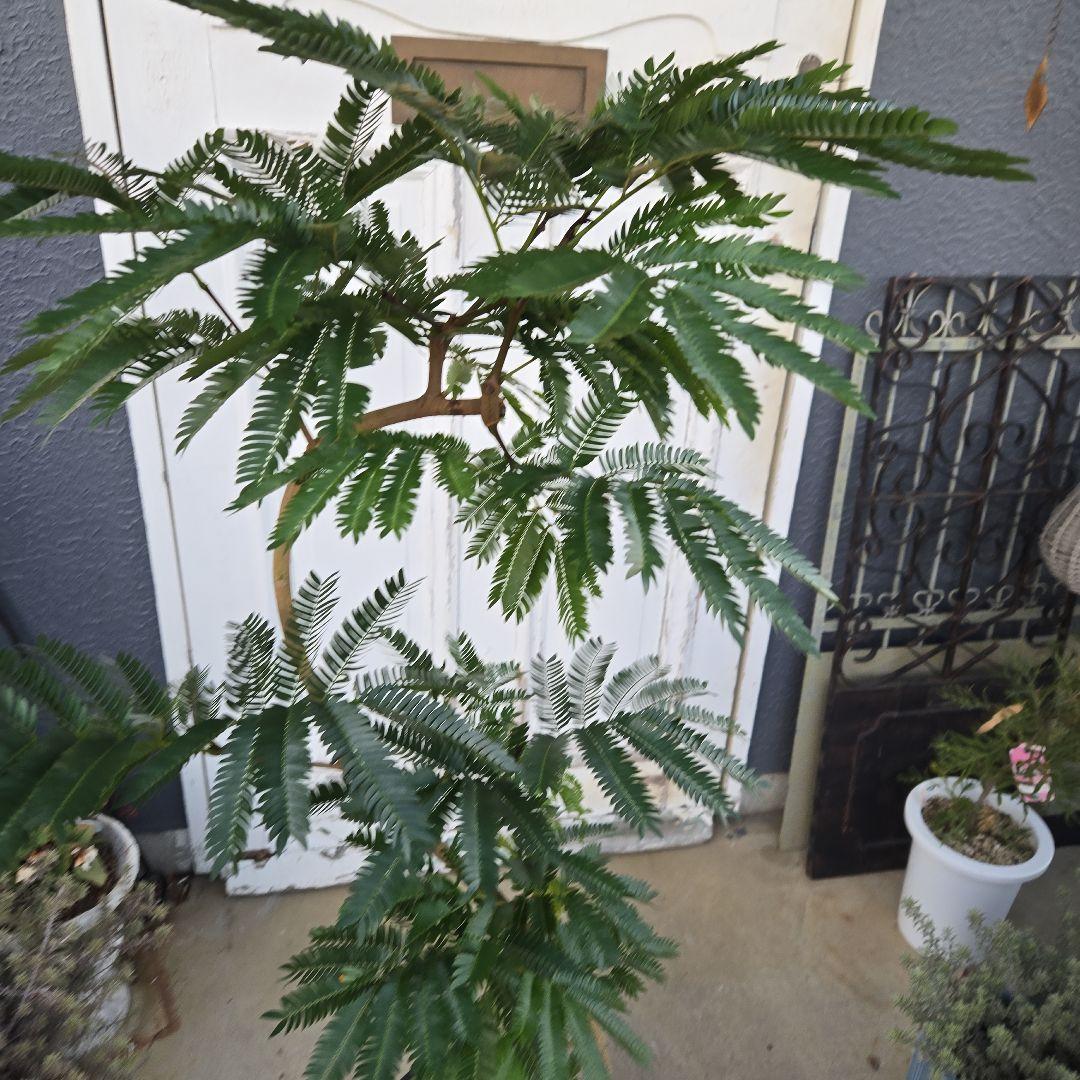 ③　エバーフレッシュ　曲がり仕立て　８号　特大苗木最高等級極上品‼️