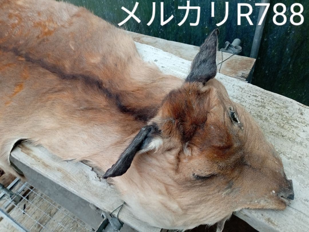 天然日本鹿　ラグ　地走りマダラ