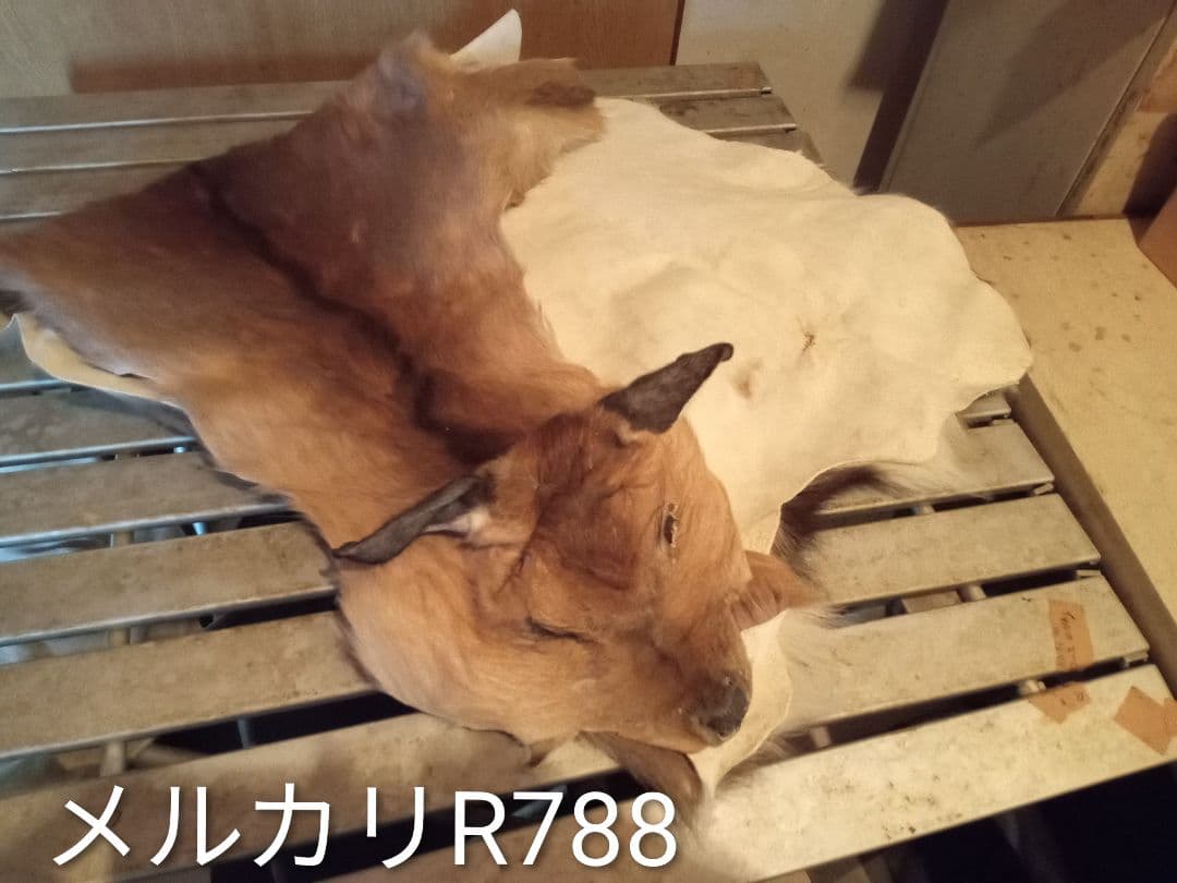 天然日本鹿　ラグ　地走りマダラ