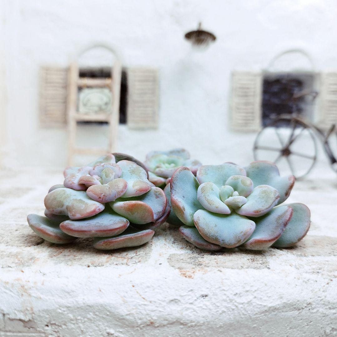 ハートソング◎多肉植物 カット苗 韓国苗 エケベリア等