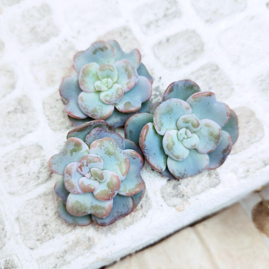 ハートソング◎多肉植物 カット苗 韓国苗 エケベリア等