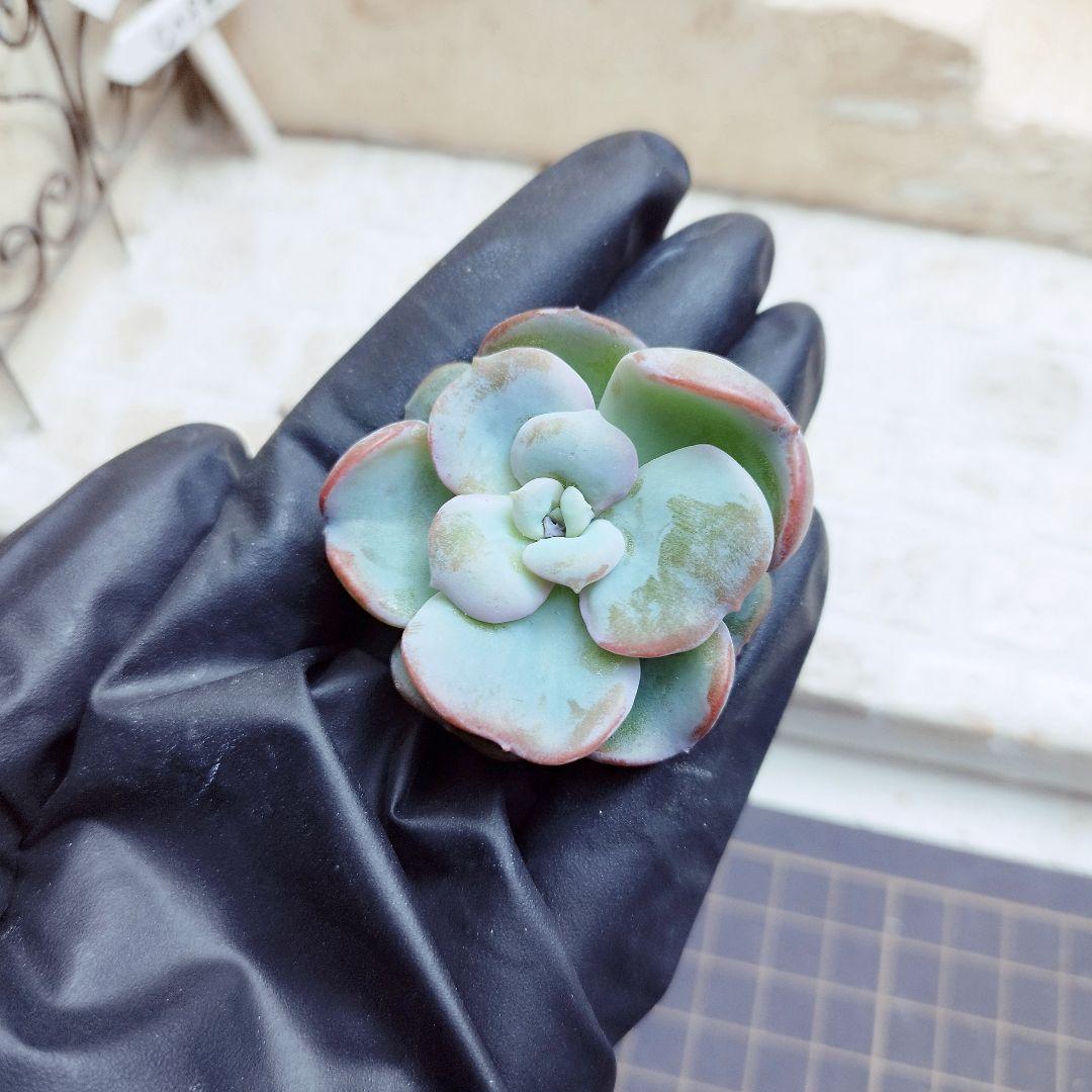 ハートソング◎多肉植物 カット苗 韓国苗 エケベリア等