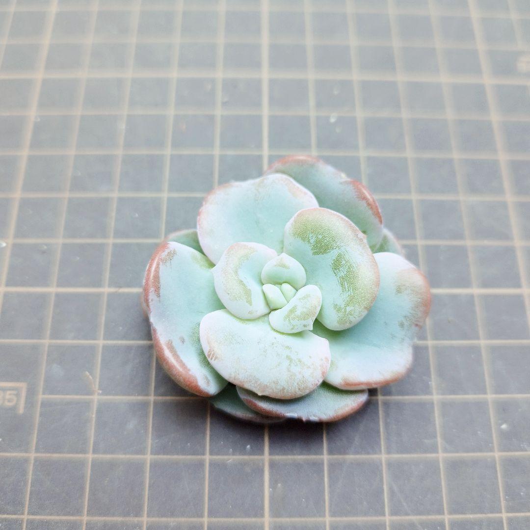 ハートソング◎多肉植物 カット苗 韓国苗 エケベリア等