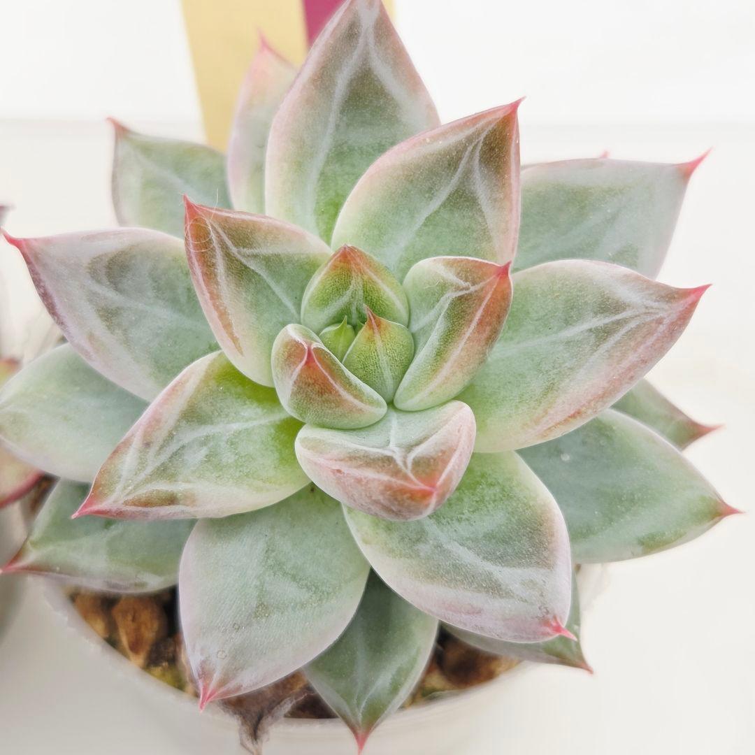 か*え様 ㊲大きめ苗! 桜鬼❣️ちょこん❣️華切子❣️おらいさん発根済 6苗 メ