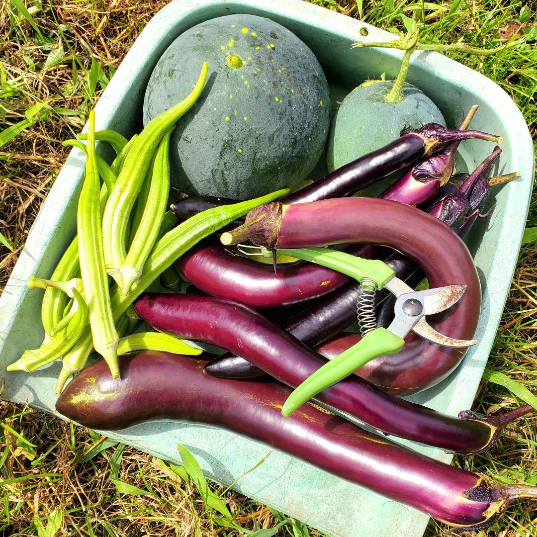 巨大ケールの種(固定種 Thousand Head Kale)