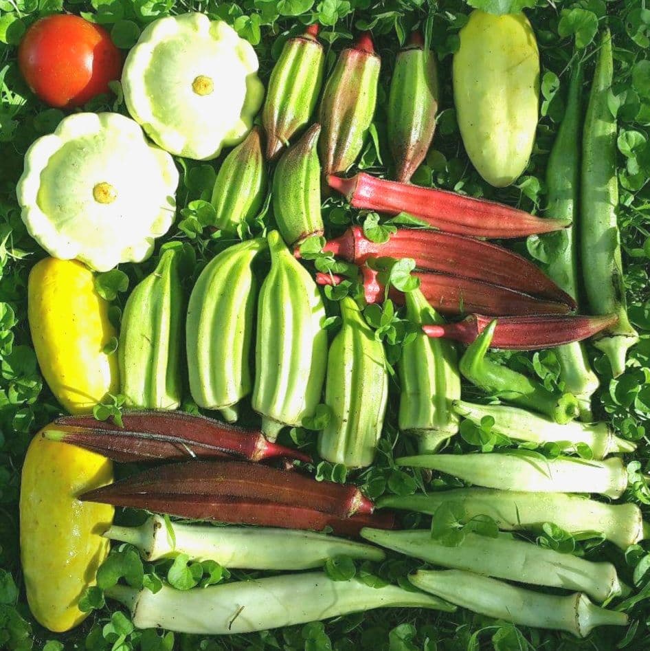 巨大ケールの種(固定種 Thousand Head Kale)