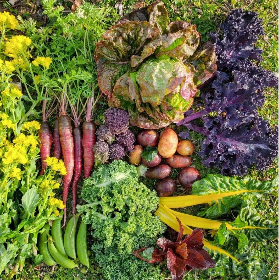 巨大ケールの種(固定種 Thousand Head Kale)