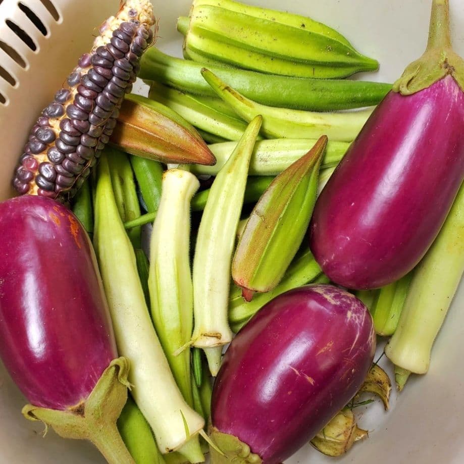 巨大ケールの種(固定種 Thousand Head Kale)