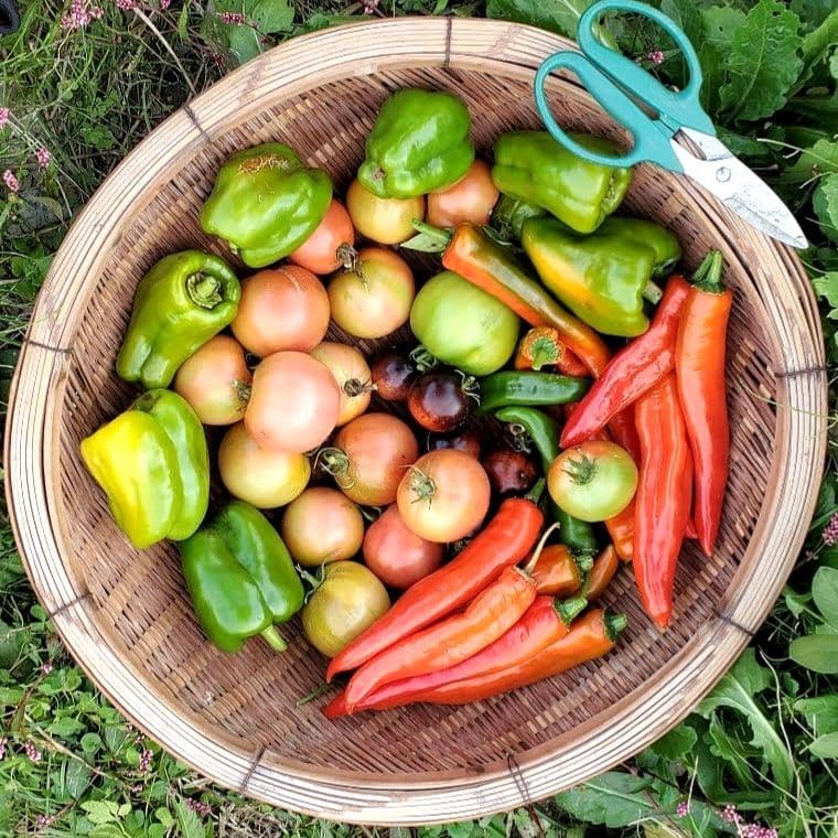 巨大ケールの種(固定種 Thousand Head Kale)