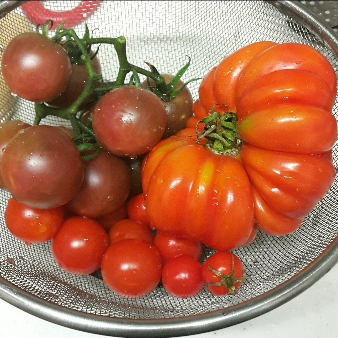 巨大ケールの種(固定種 Thousand Head Kale)