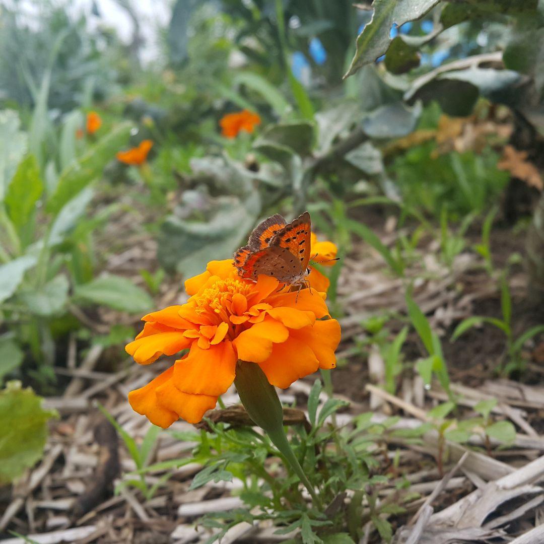 巨大ケールの種(固定種 Thousand Head Kale)