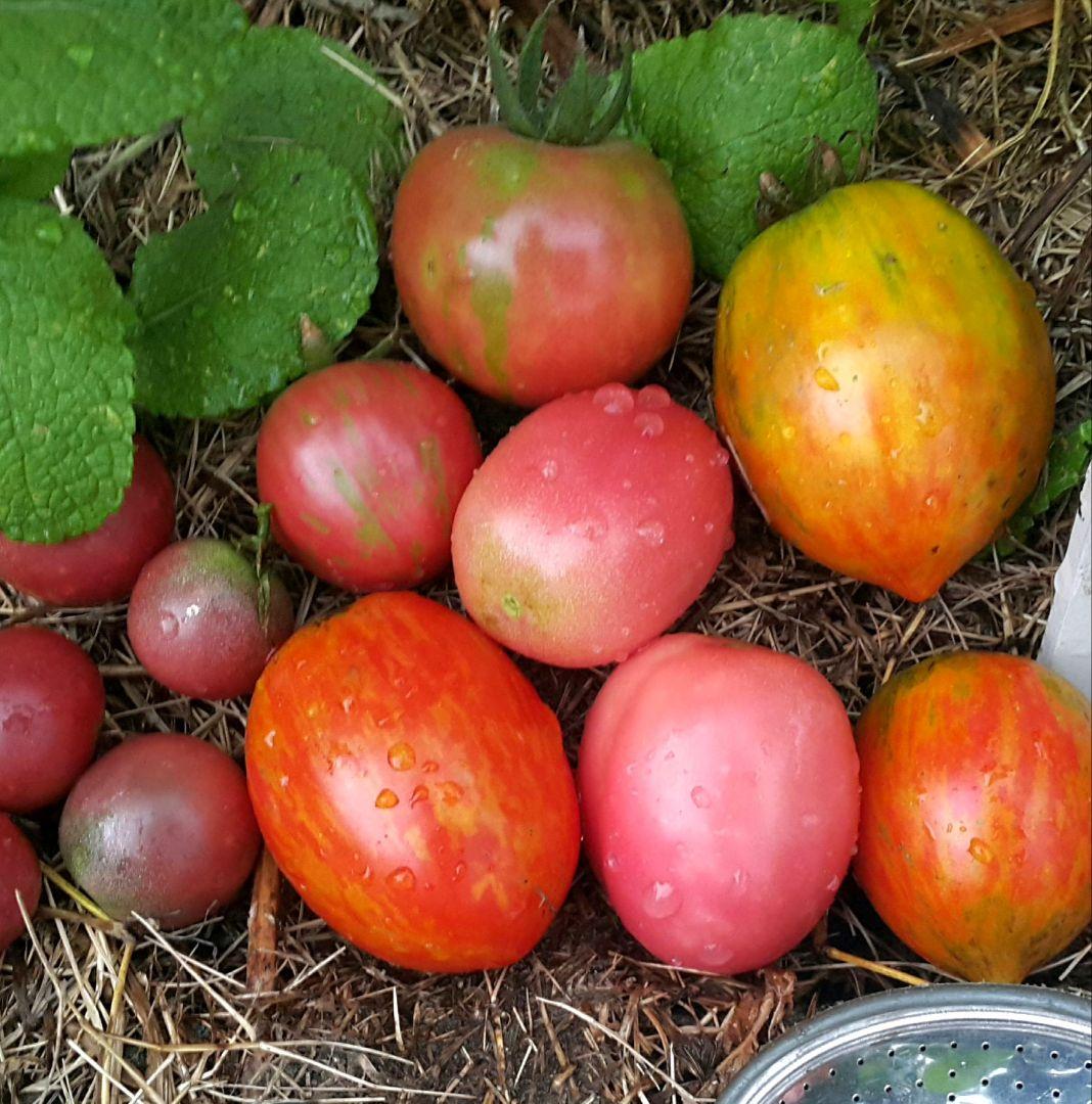 巨大ケールの種(固定種 Thousand Head Kale)