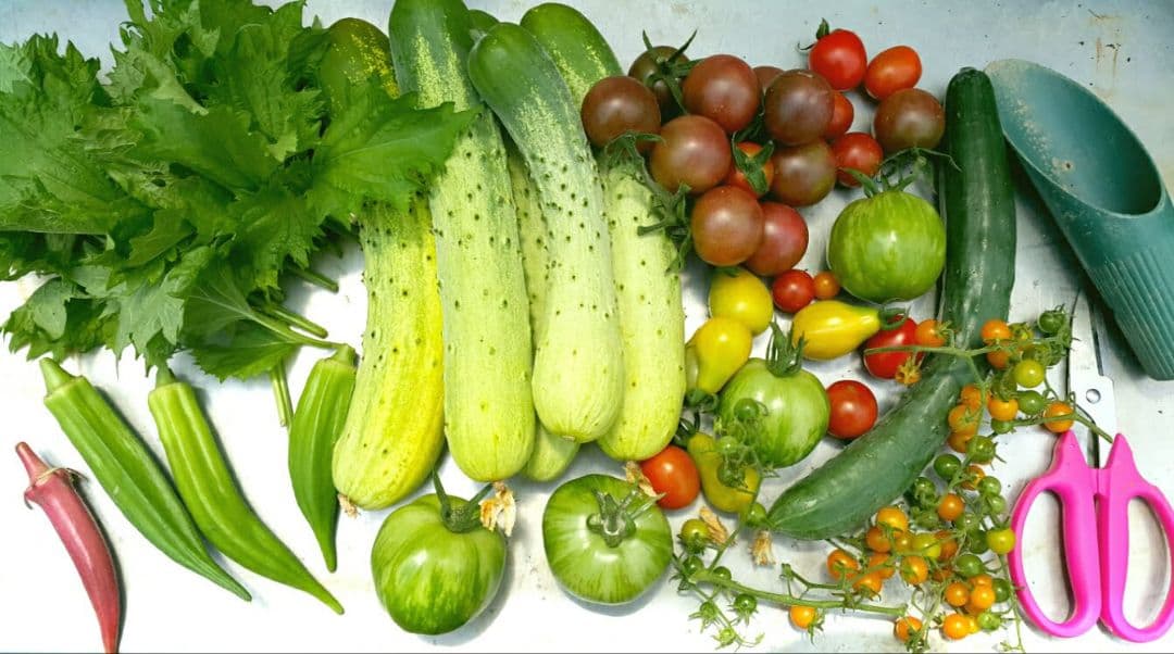 巨大ケールの種(固定種 Thousand Head Kale)