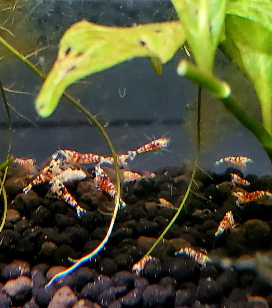 ぐんぐん玉 × ビーシュリンプ飼育用（磁性かんらん岩ボールメダカや金魚にも最適