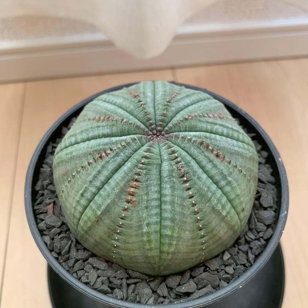 シンメトリカ 【 仔吹きタイプではない 】 8cm 大株扁平 # ユーフォルビア