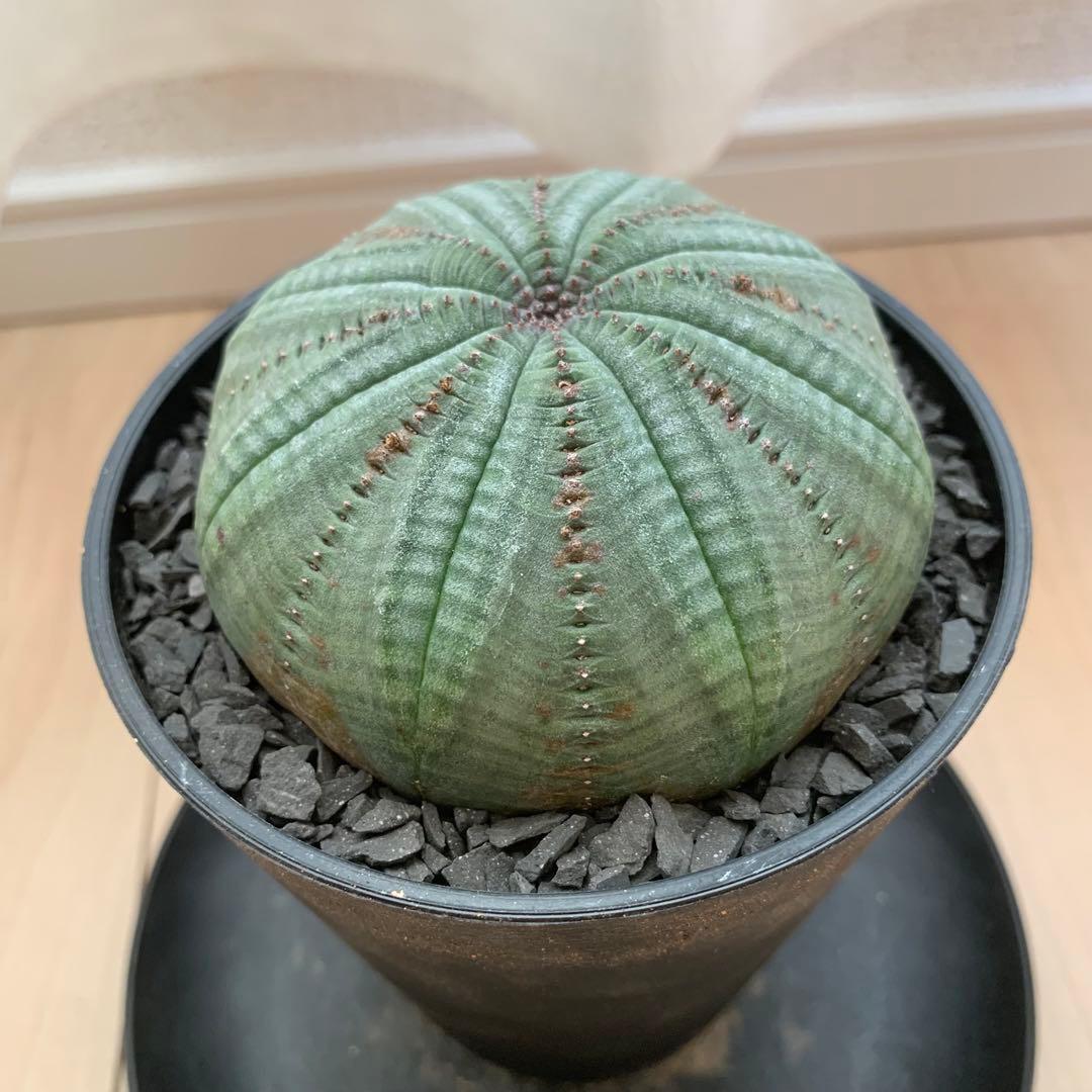 シンメトリカ 【 仔吹きタイプではない 】 8cm 大株扁平 # ユーフォルビア