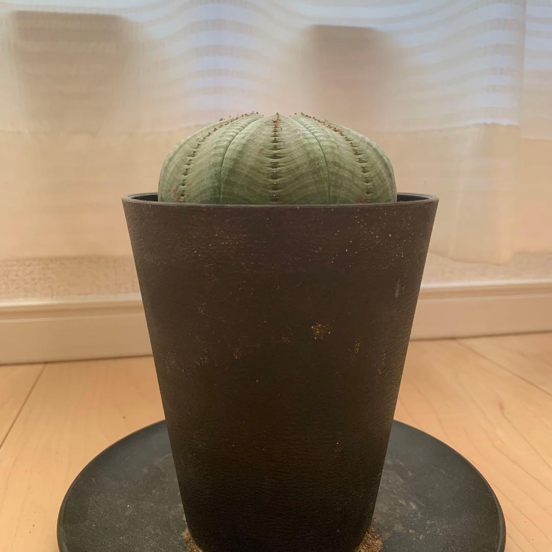 シンメトリカ 【 仔吹きタイプではない 】 8cm 大株扁平 # ユーフォルビア