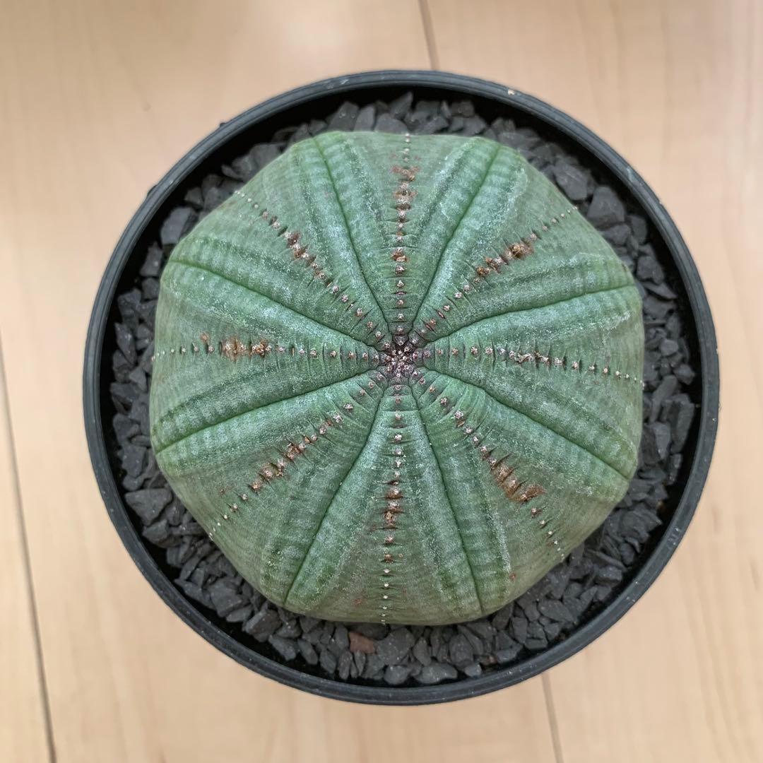 シンメトリカ 【 仔吹きタイプではない 】 8cm 大株扁平 # ユーフォルビア