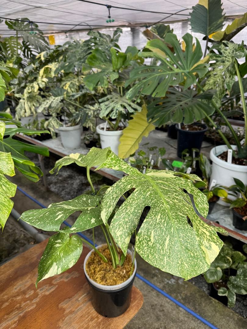 c*i様 5モンステラ　タイコンステレーション　スターライト