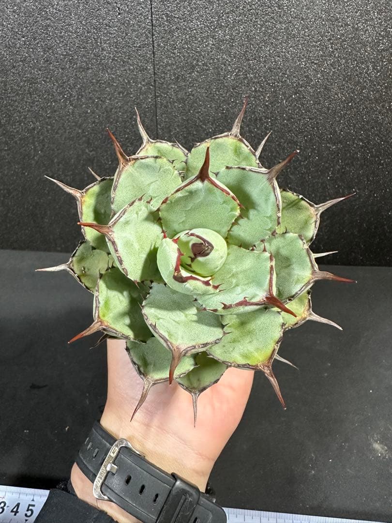 【激締まり⭐︎ アガベ　姫吉祥冠　ハイブリッド】（検索）ポタトラム　イシスメンシス