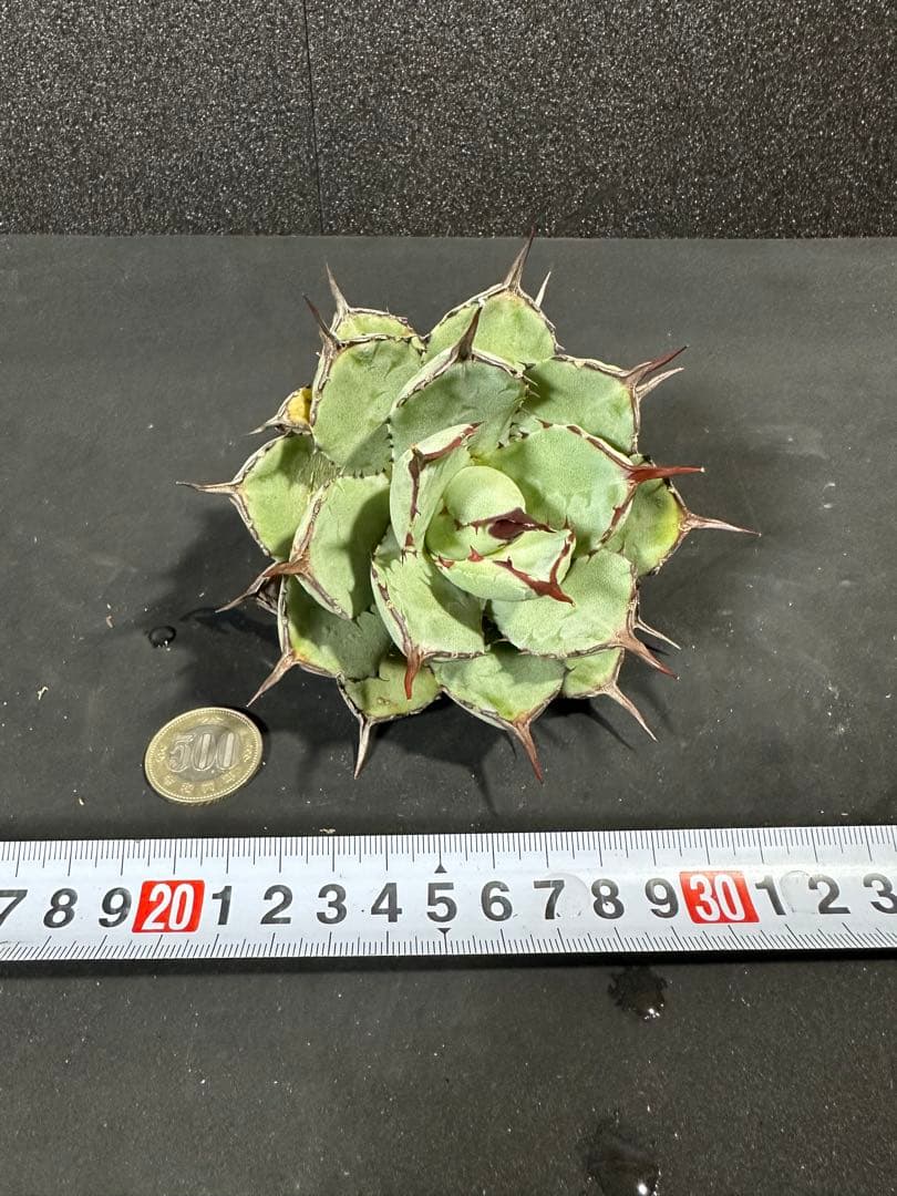 【激締まり⭐︎ アガベ　姫吉祥冠　ハイブリッド】（検索）ポタトラム　イシスメンシス