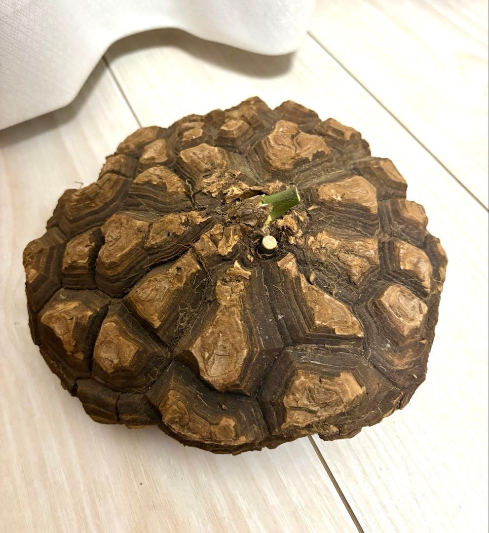 メキシコ亀甲竜 レア Dioscorea mexicana 現地株 大株 未発根 - メルカリ