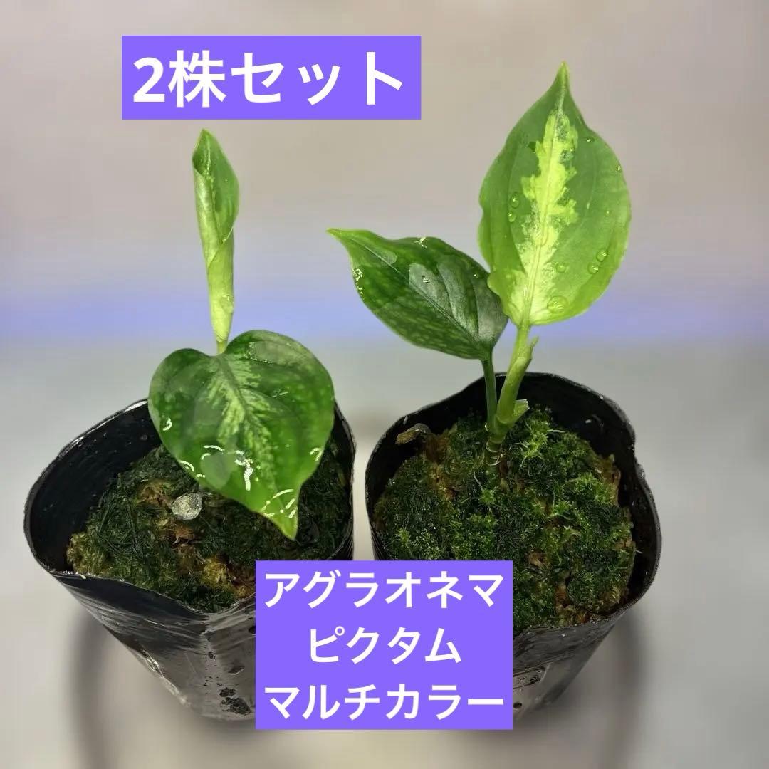 2株セット アグラオネマ ピクタム マルチカラー - メルカリ