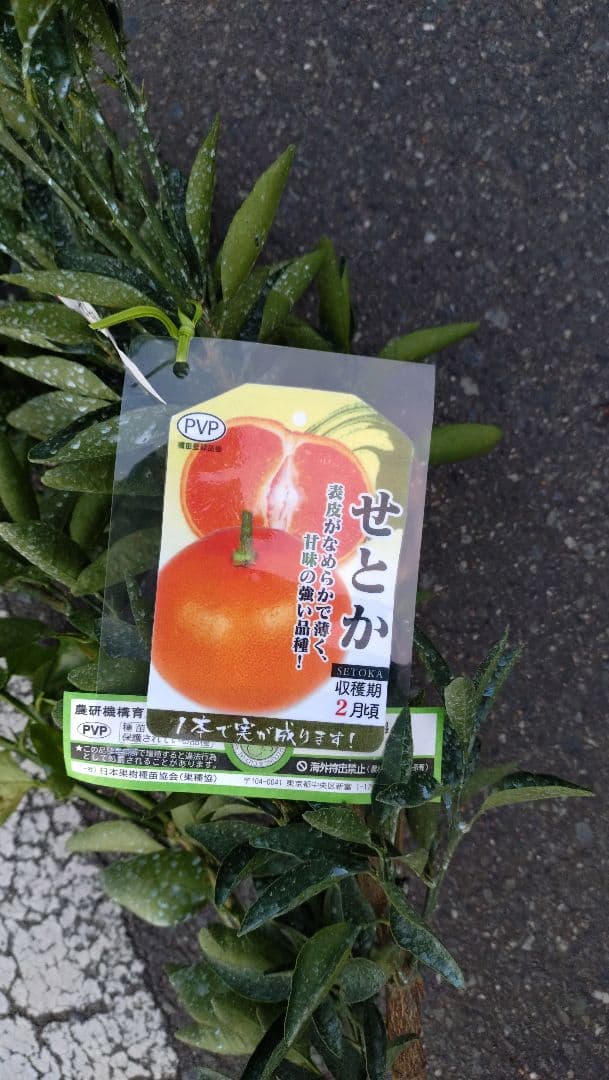 限定販売品！「津の輝」「せとか」３年生セット販売品！